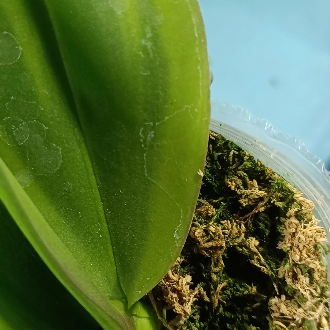 蝴蝶兰大辣椒变异株五花肉叶带锦3.5寸加高杯根少量