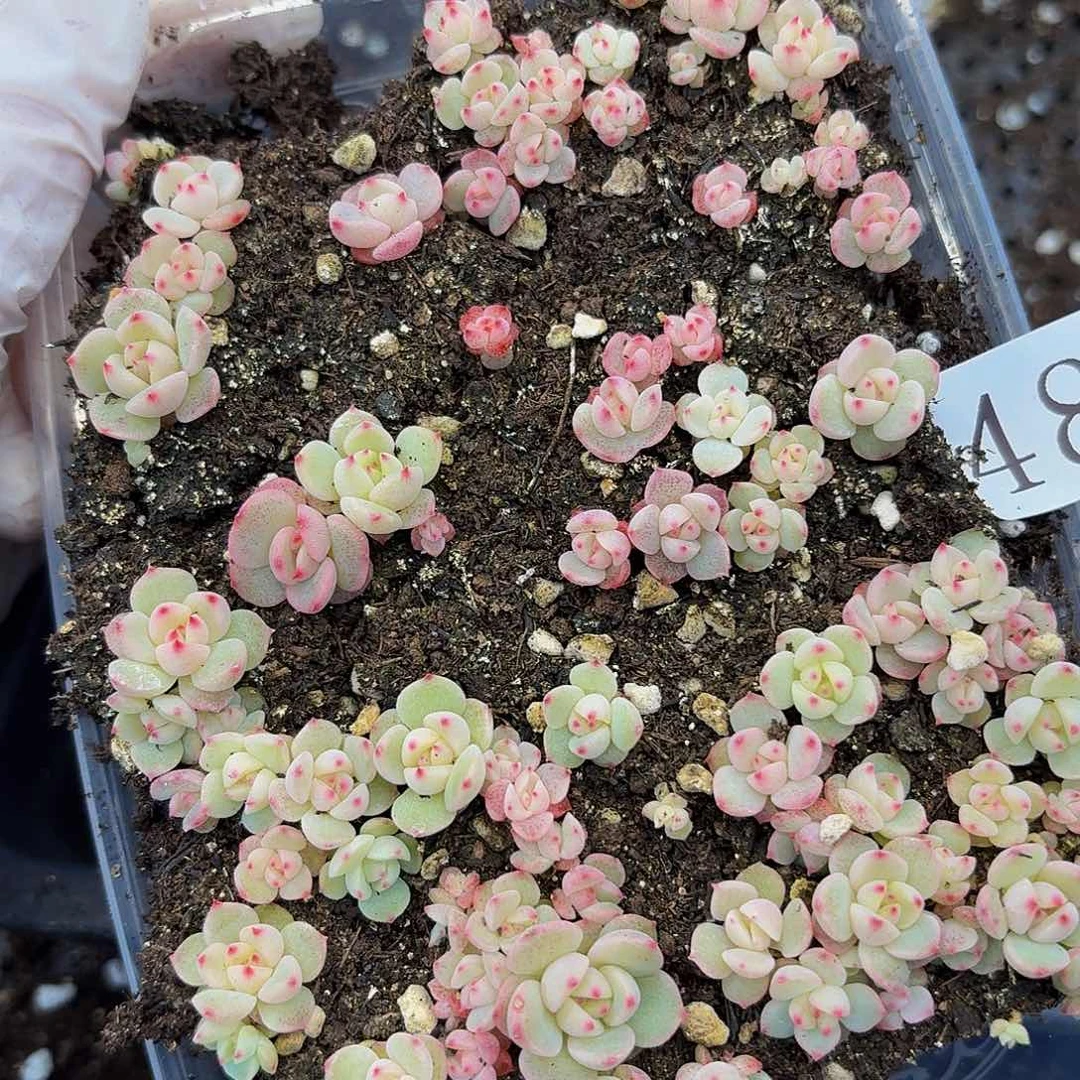 多肉植物多肉植物480