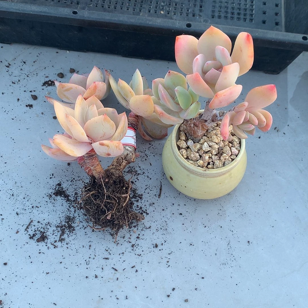 白凤多肉植物两颗