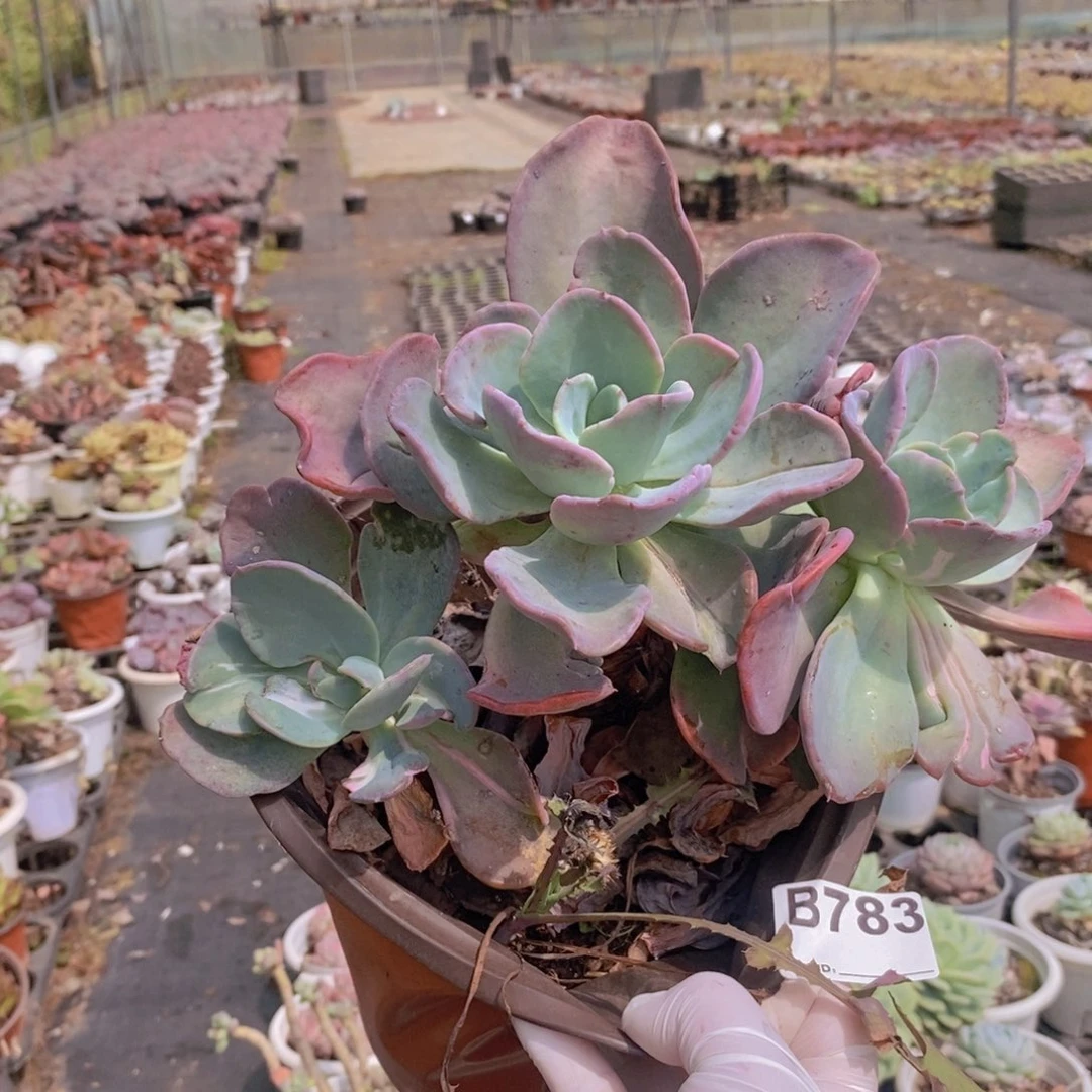 783疯狂锦一物一拍