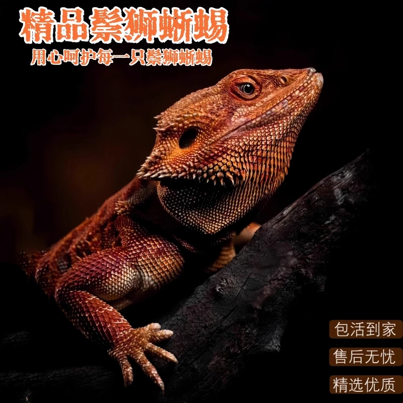 鬃狮蜥蜴宠物幼体入门级爬宠温顺不咬人柑橘红系超白zero