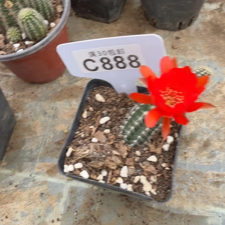 白檀福利特价C888