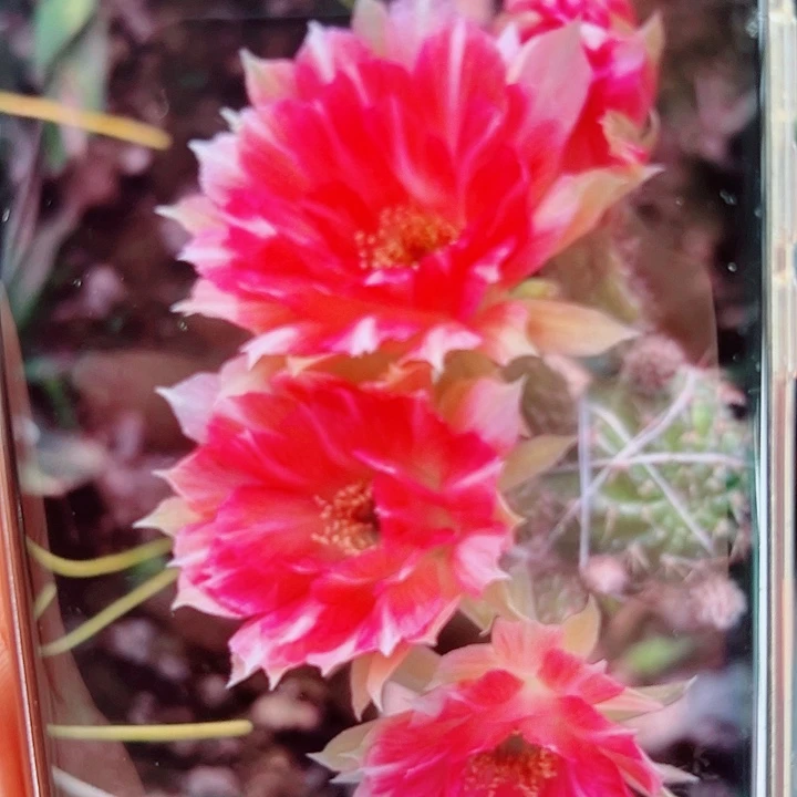 丽花星月侧芽  20 包邮