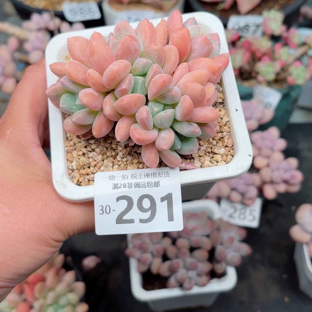 芙丽朵无盆土发货