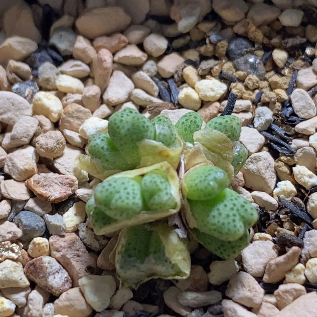 群生草莓banma好看好看好看