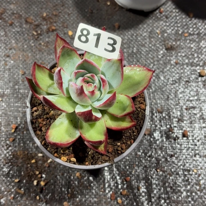 艳***子812后的封建思想基础