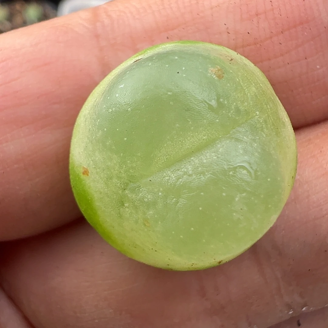 11.22好看的多肉脱土发货098