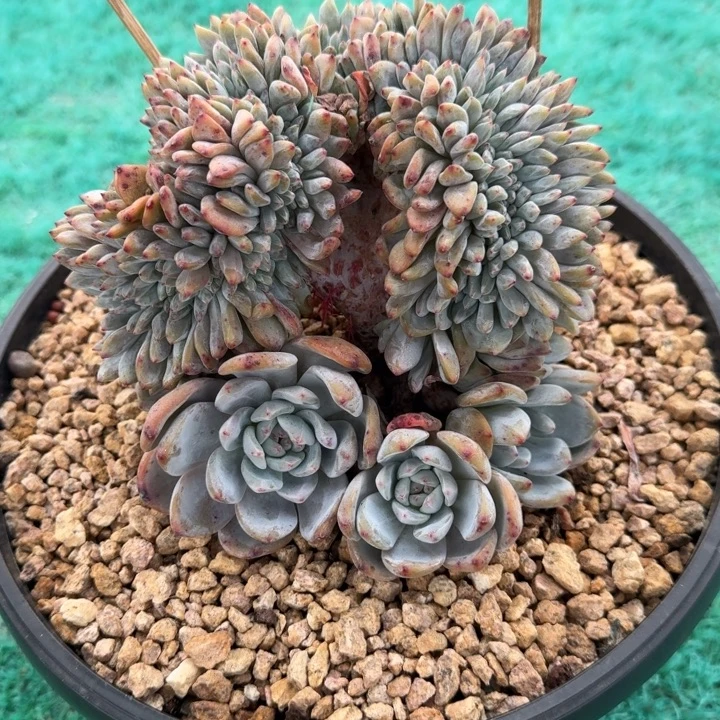 星影树缀无砍多肉