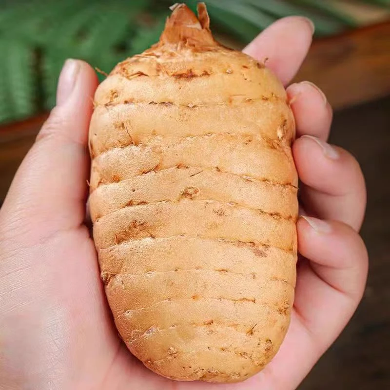 新鲜天麻高山带泥湿天麻防野生鲜天麻现挖天麻批发煲炖汤滋补品