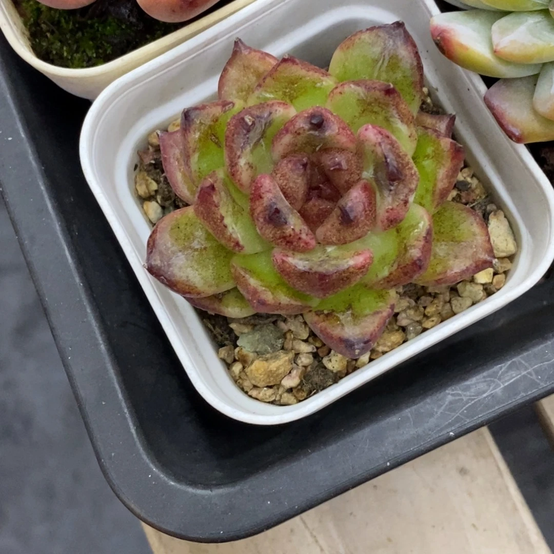 精品多肉一物一拍不包整475