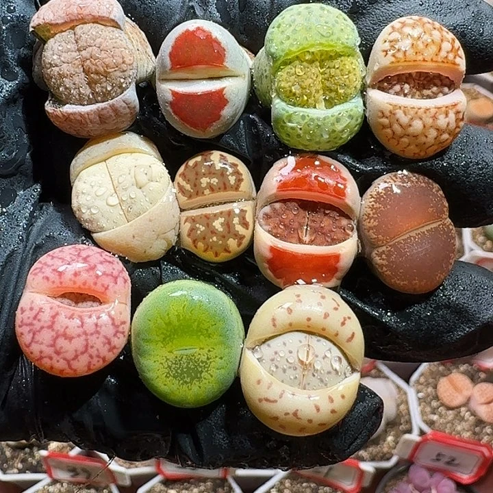 生石花223:：：：。  111