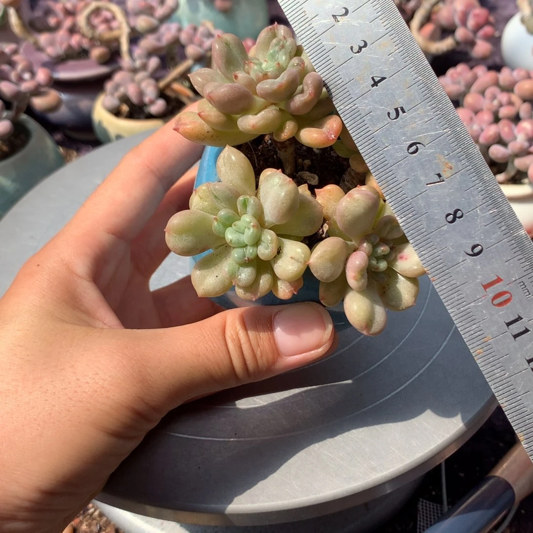 40号带盆偏远不包邮的