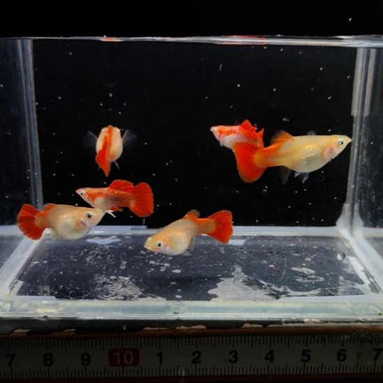 孔雀鱼黄暴球种鱼29.9一对
