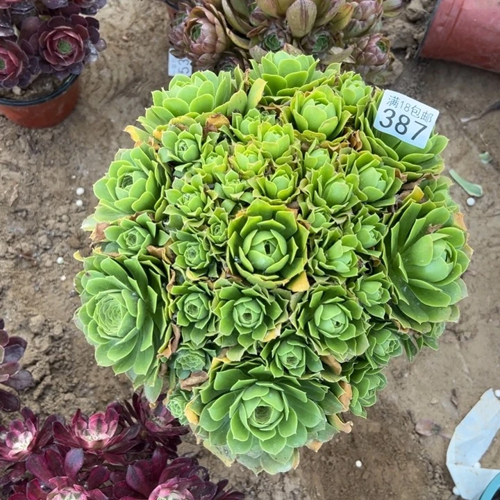 无花朵387绿玫瑰大老桩1号
