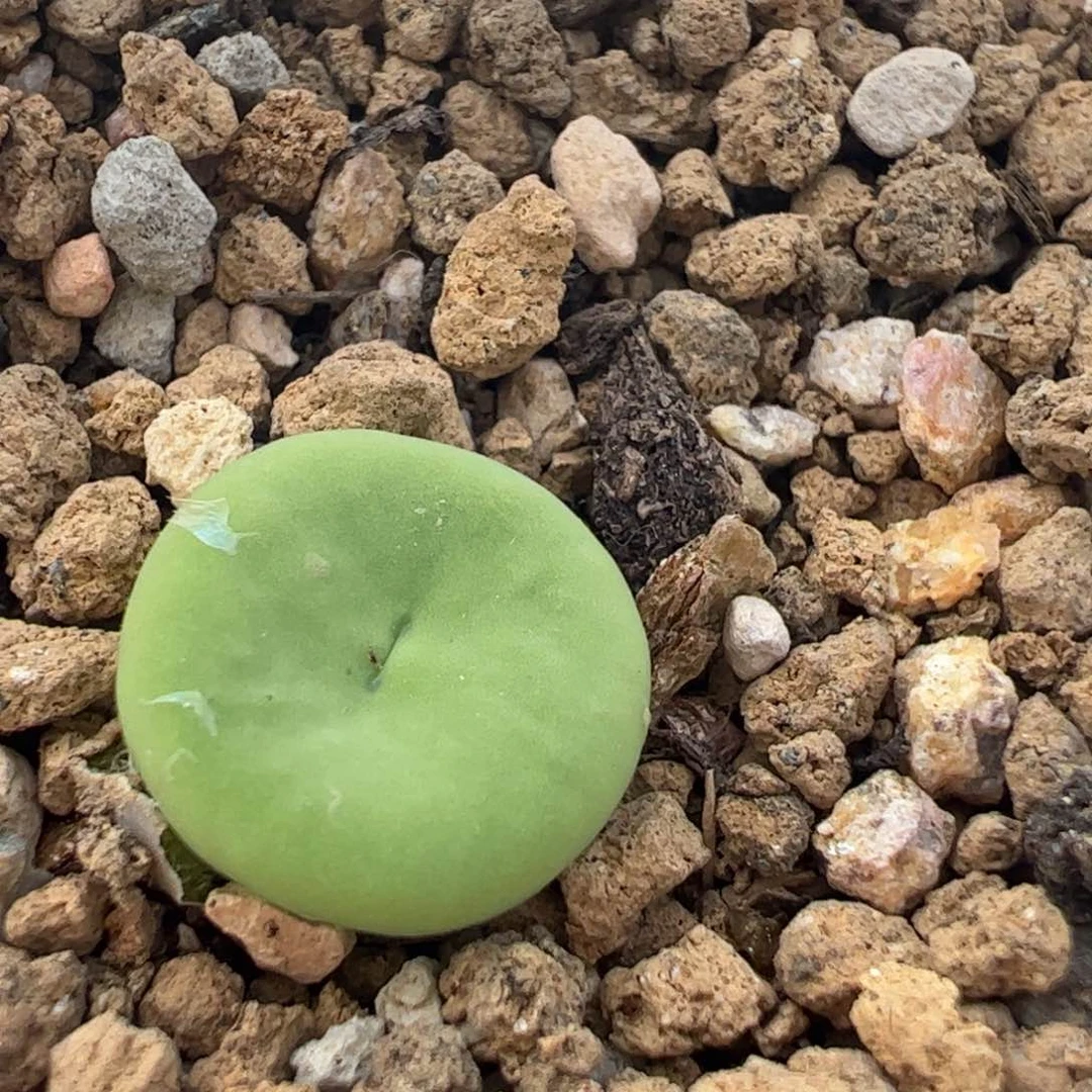 2021红嘴多肉植物百科