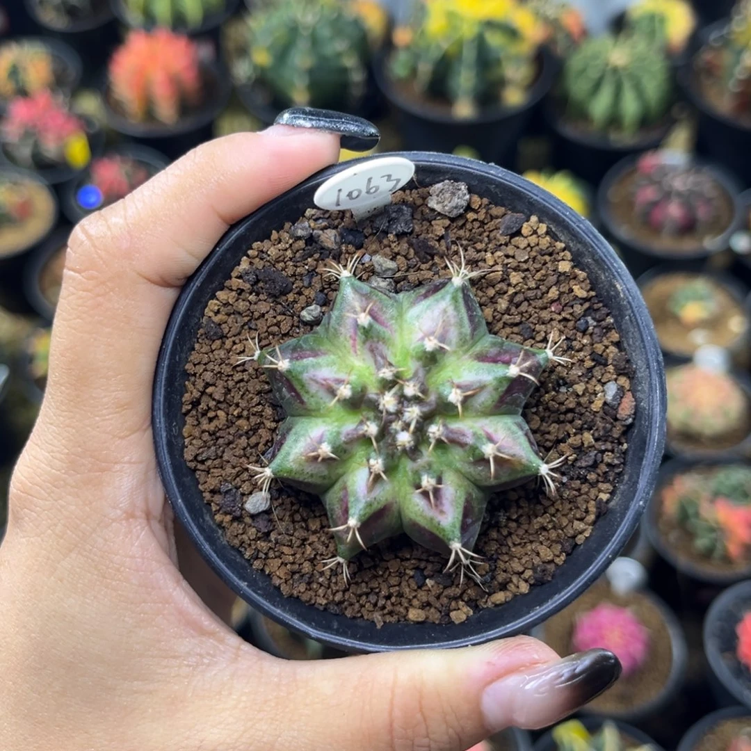 1063 海神 带盆土发货