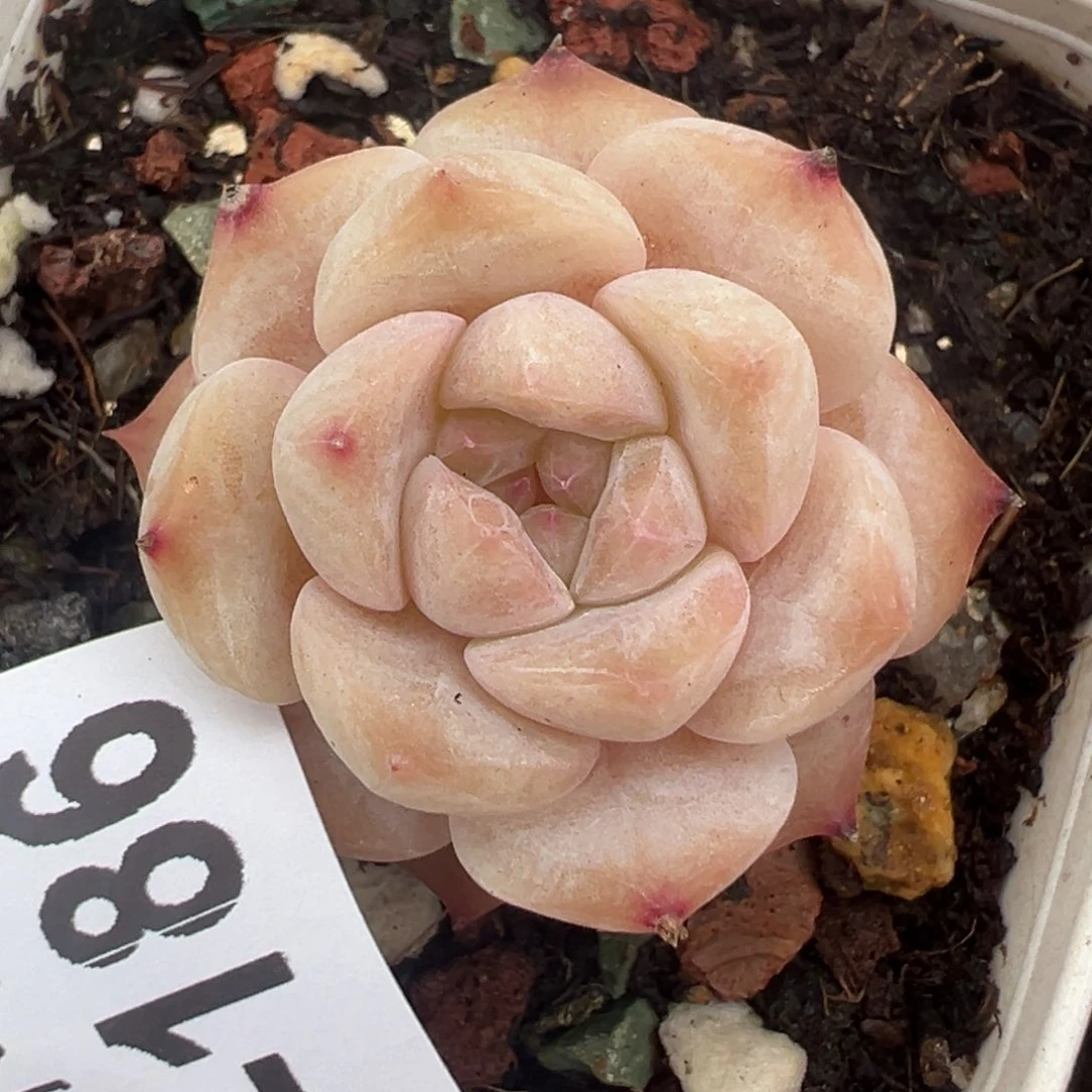 小卡拉米糖心一物一拍31-186