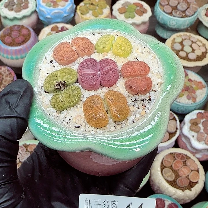 生石花满18包邮1223-44