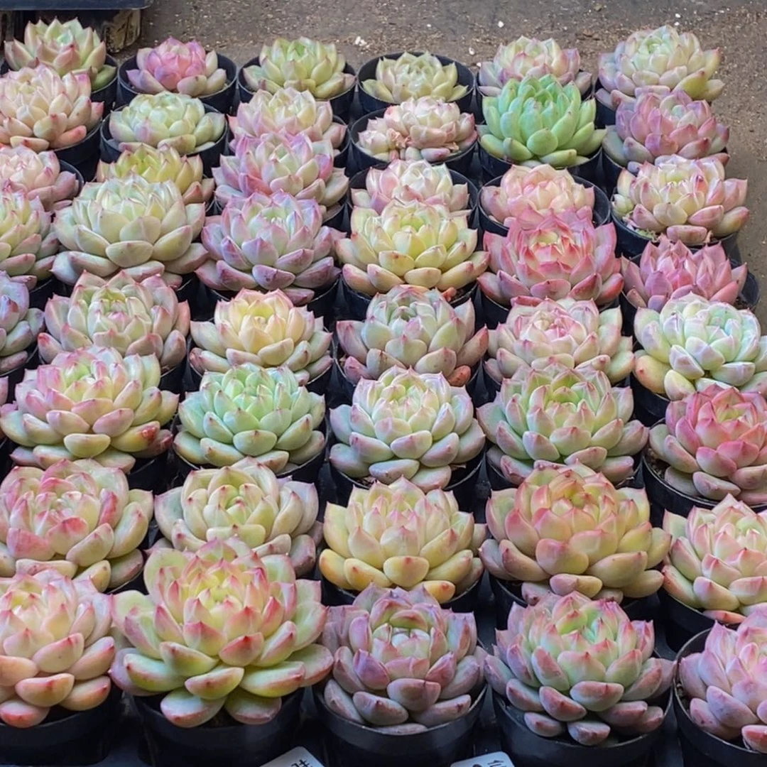 兰****933多肉植物保护研究所所长