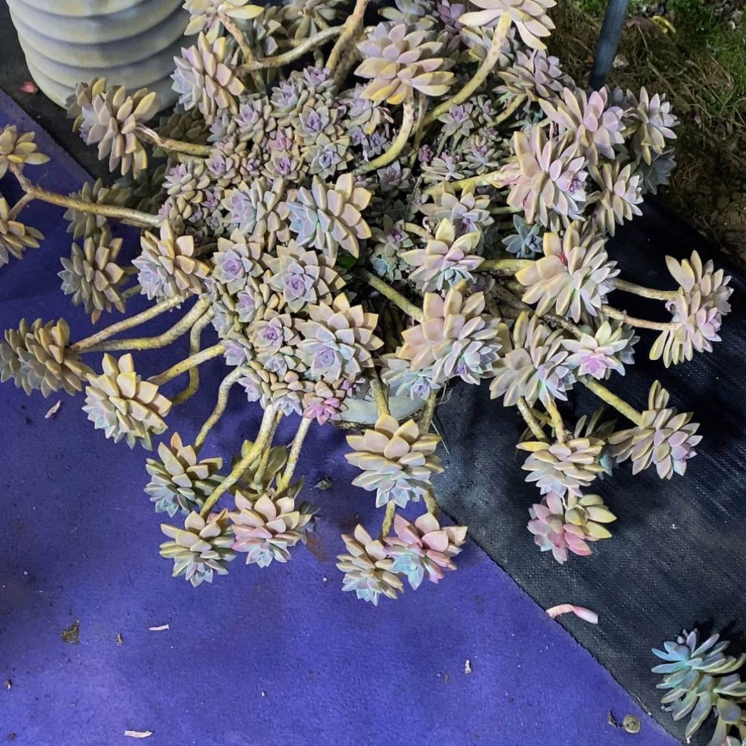 酸**活淡雾多多肉物流