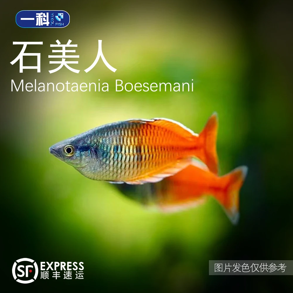 刚果美人石美人电光美人鱼等小型热带淡水观赏鱼适合草缸群游
