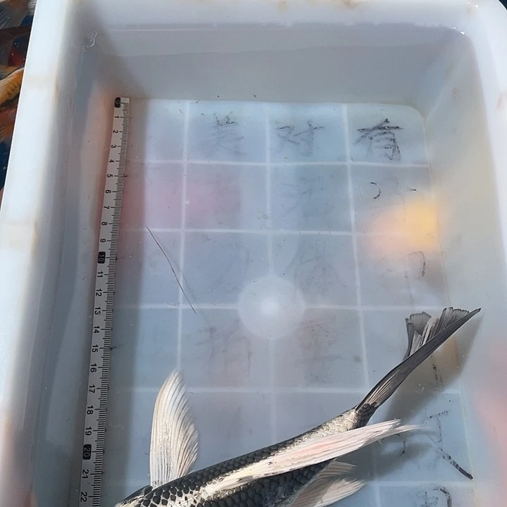 蝴蝶鲤鱼渔场直发175