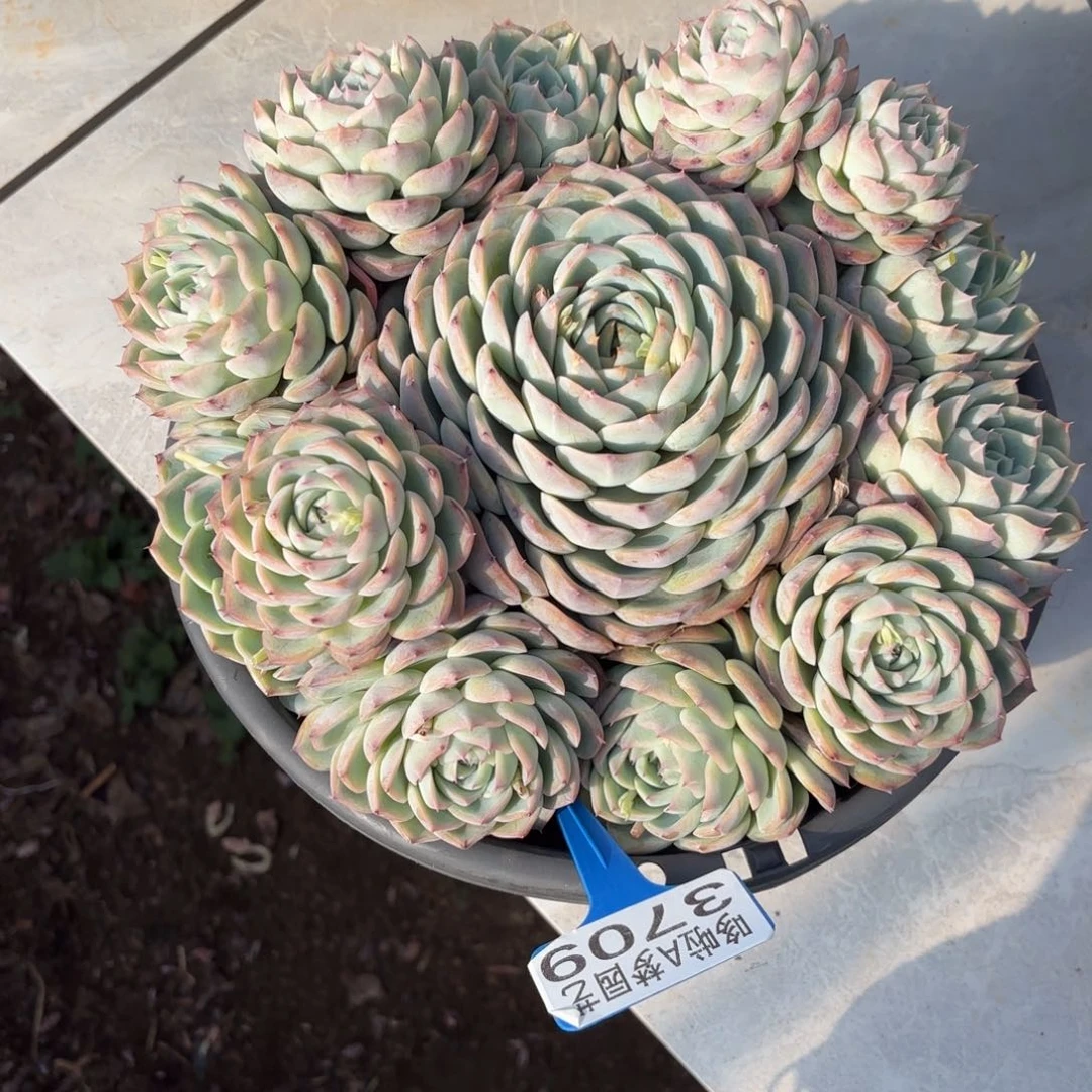 ღ**开开心心每一天3709