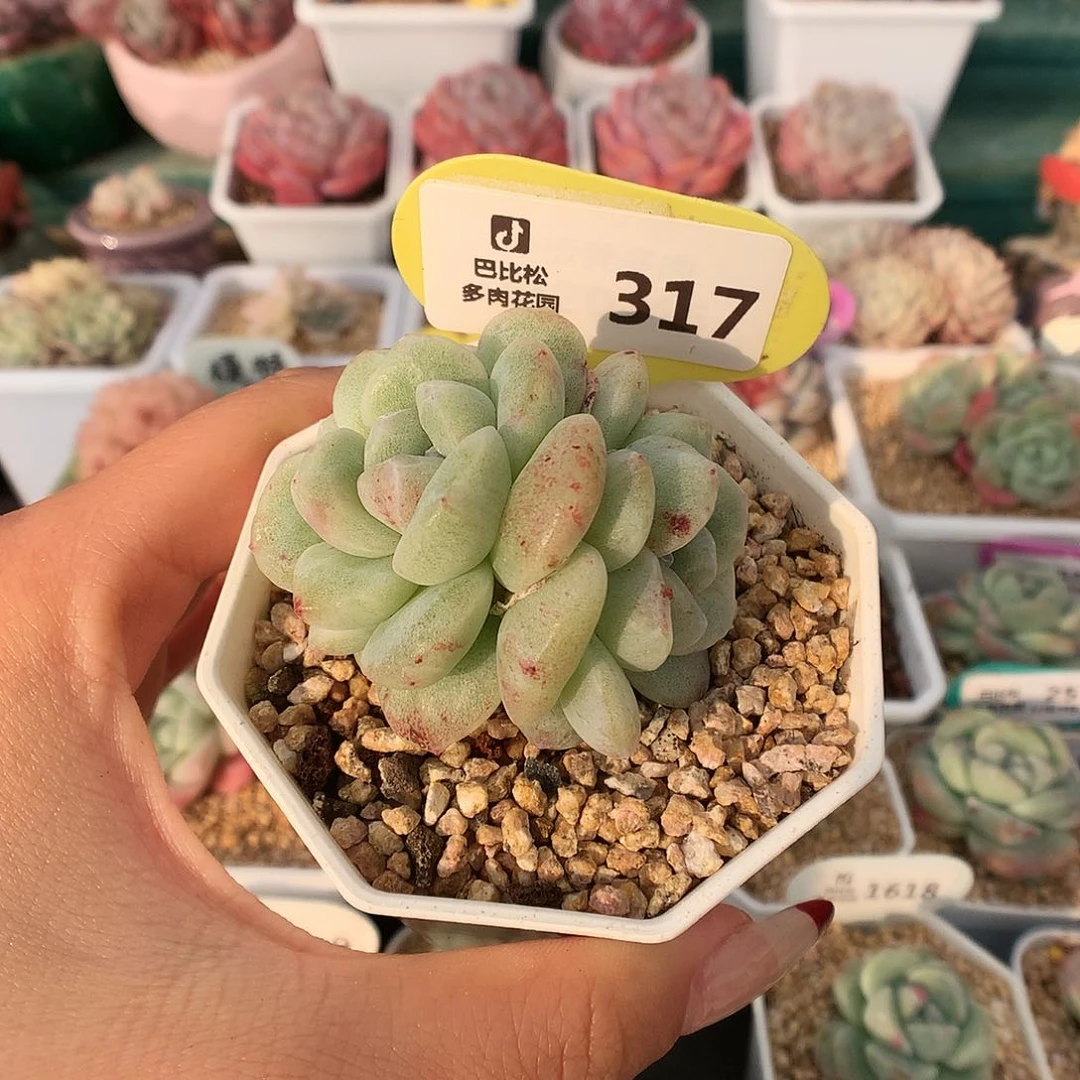 317三头冰玉石化多肉植物