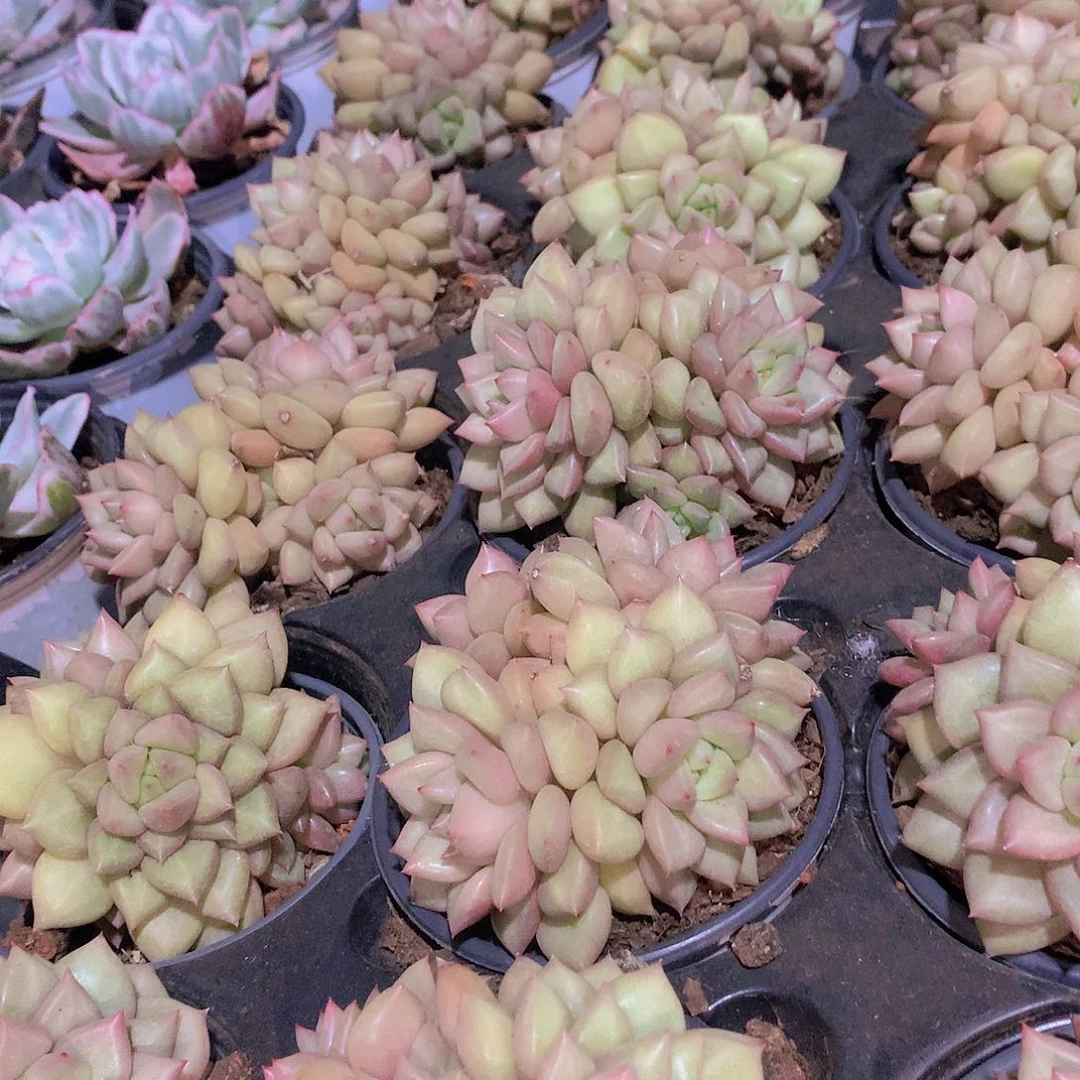 黄金象牙356788990000