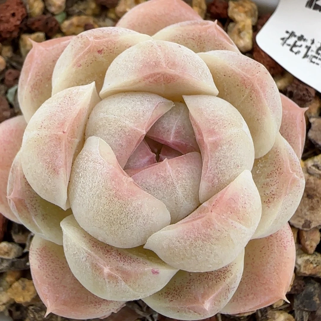 花语逸镜0224-247