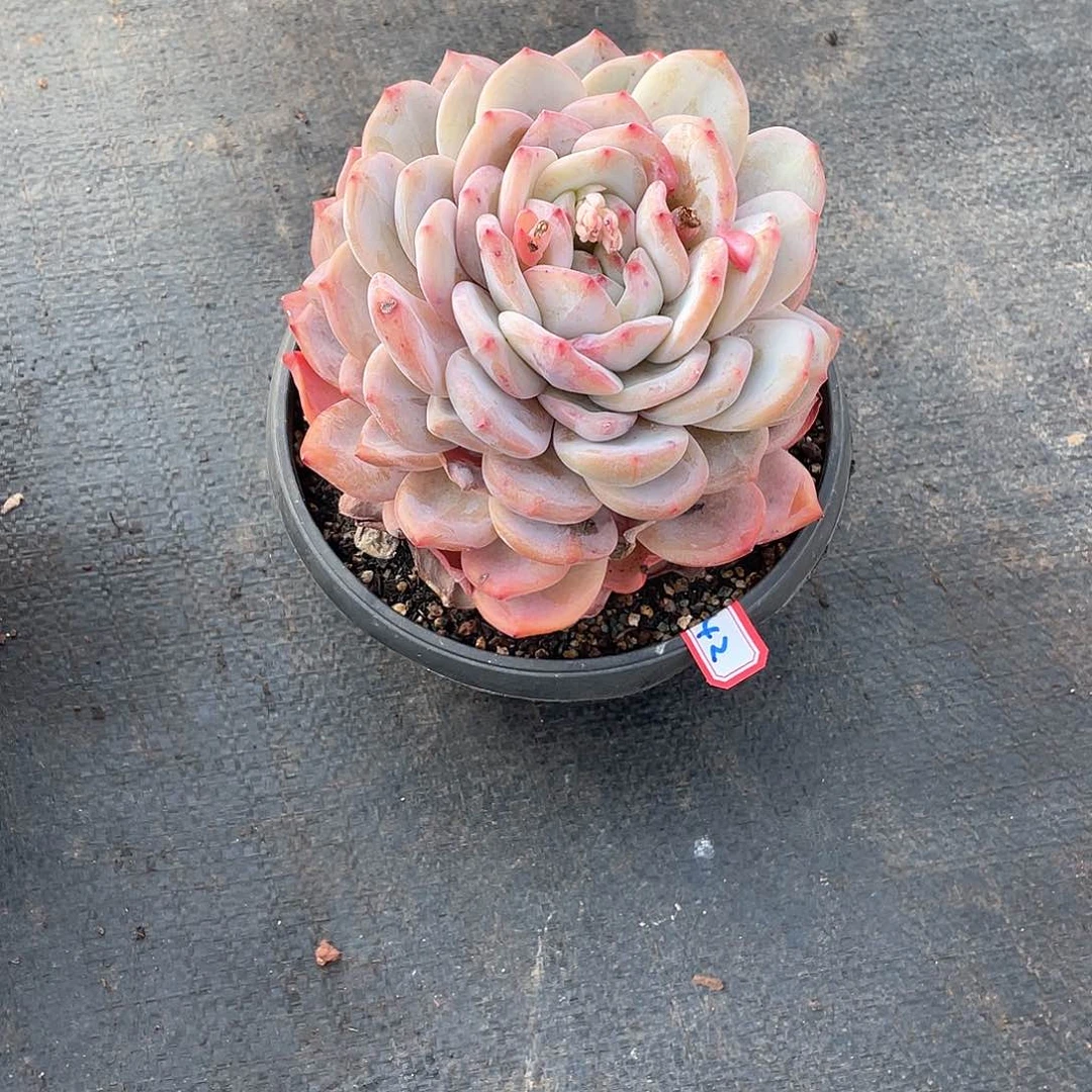 42橙子 一物一拍多肉