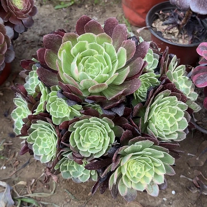 多肉植物万花筒12