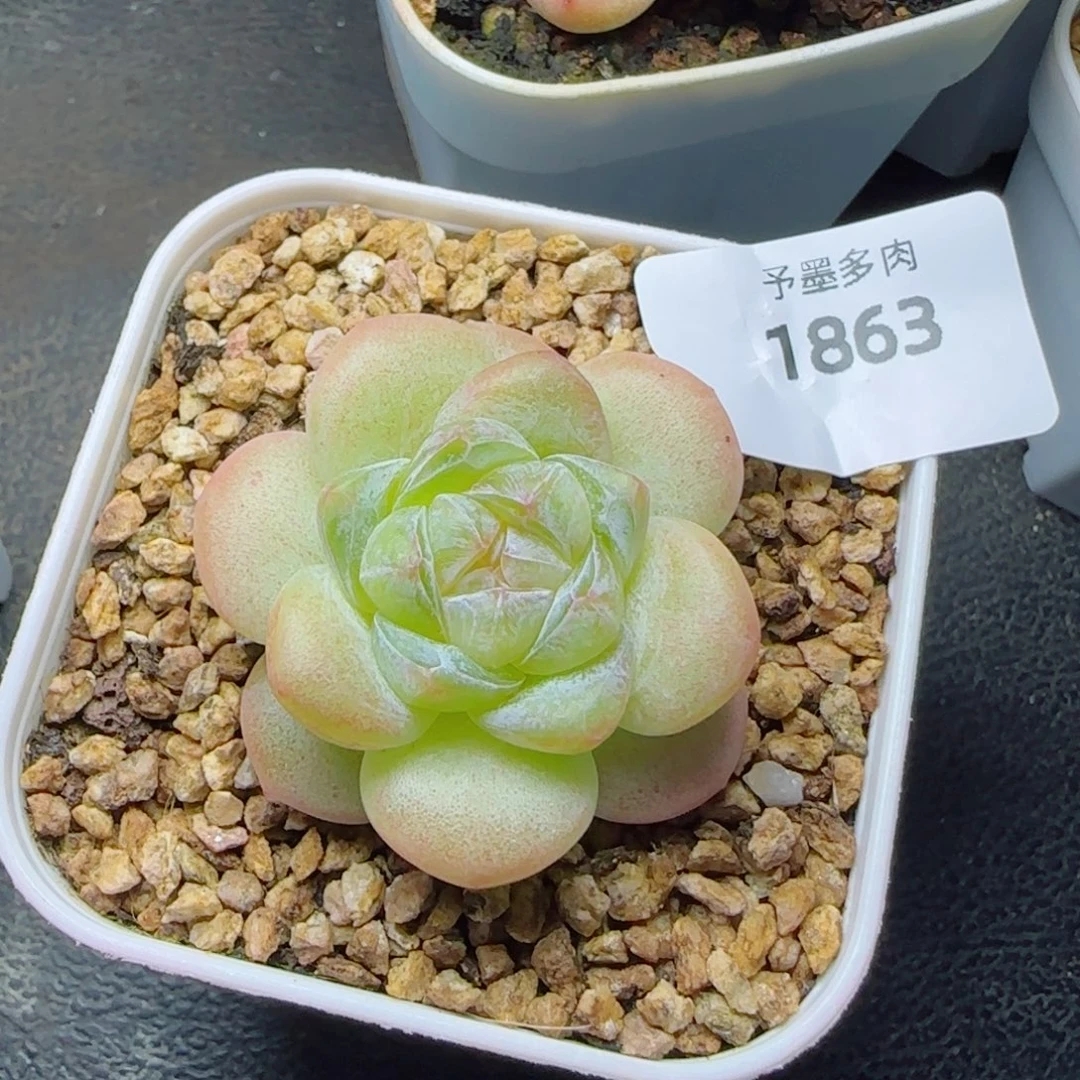 下播福利，1863炖肉