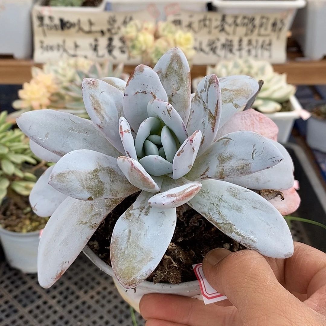 22285 大雪莲 不售后