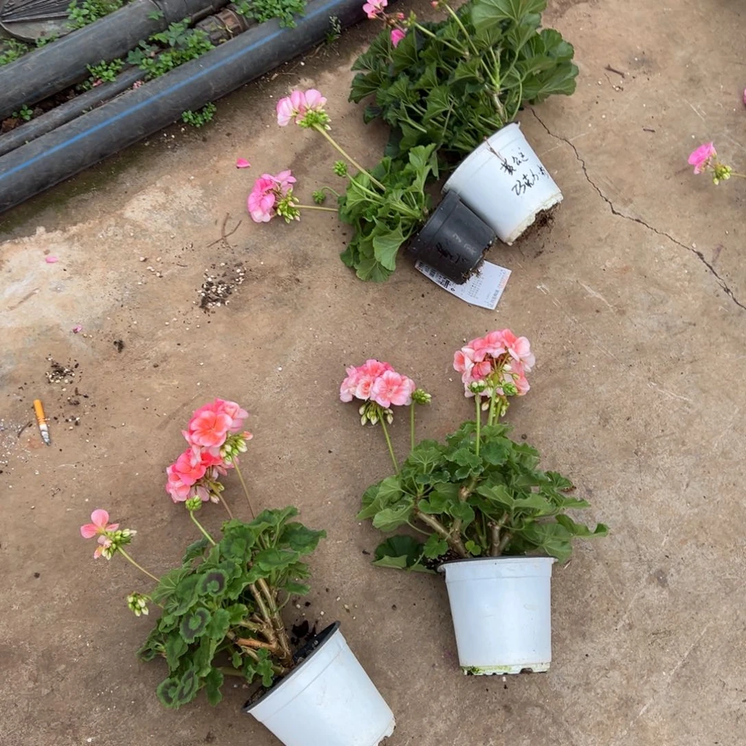 芃***芃完全开放大山宫加落日余晖