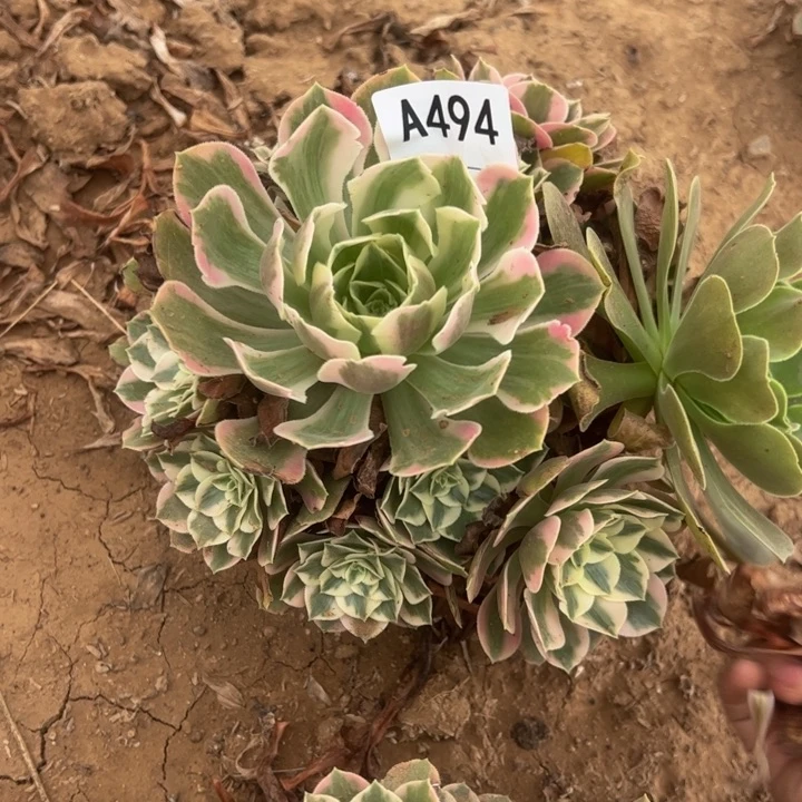 女妖多肉植物494.