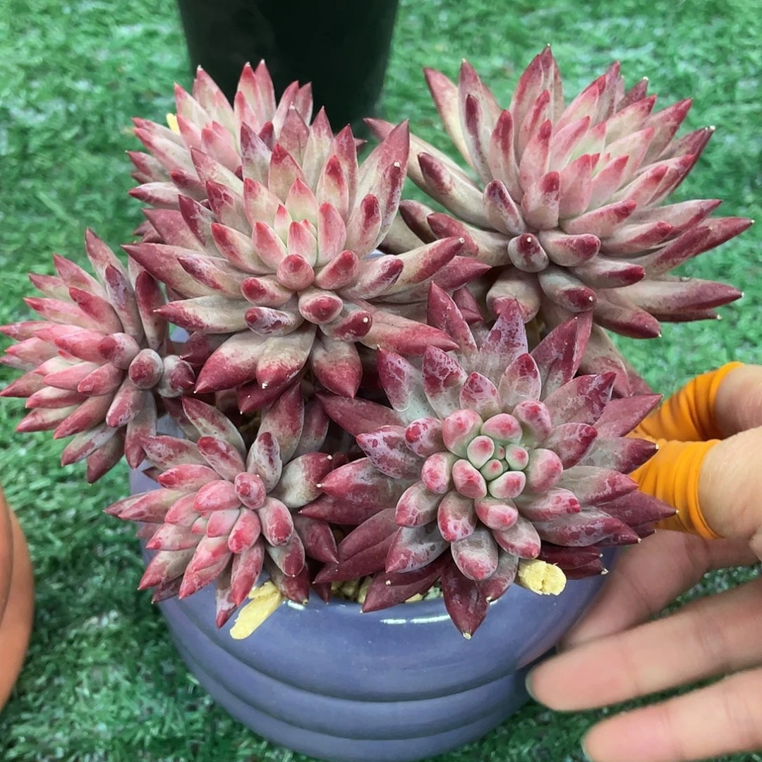 流沙28包邮非偏远