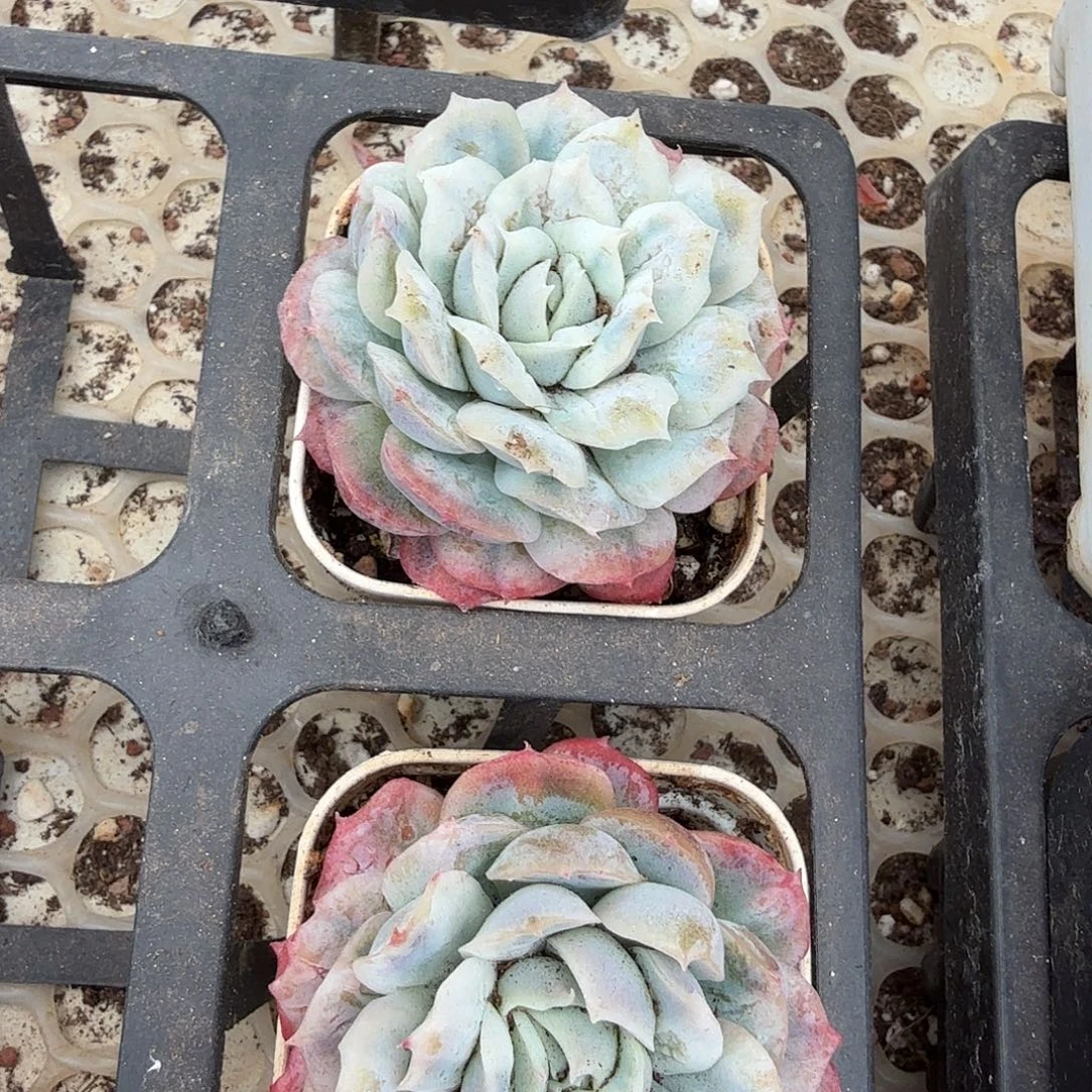 泡泡纱裙50#（量拍）
