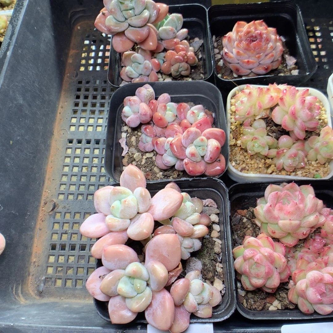 X90y y y y y y y y