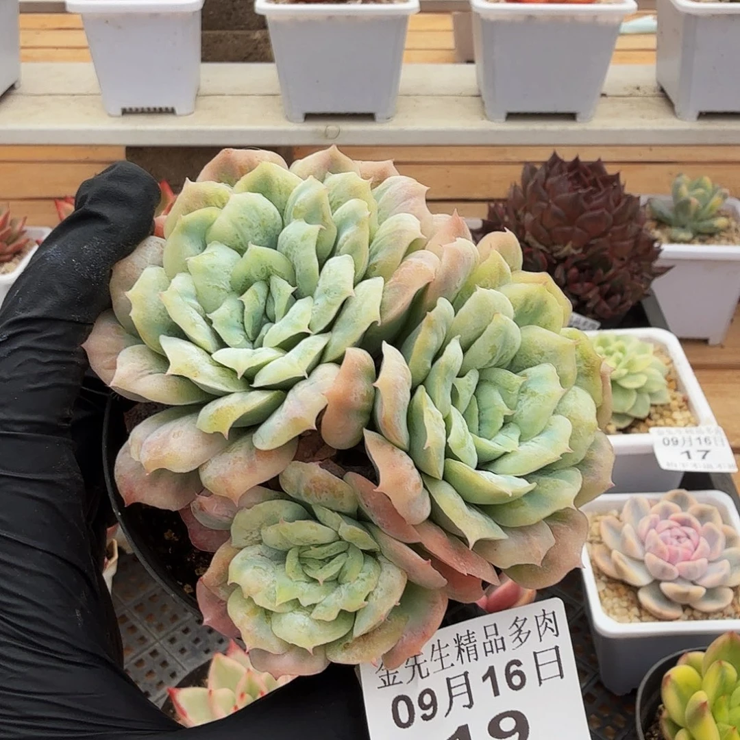 0916-19泡泡纱裙三头