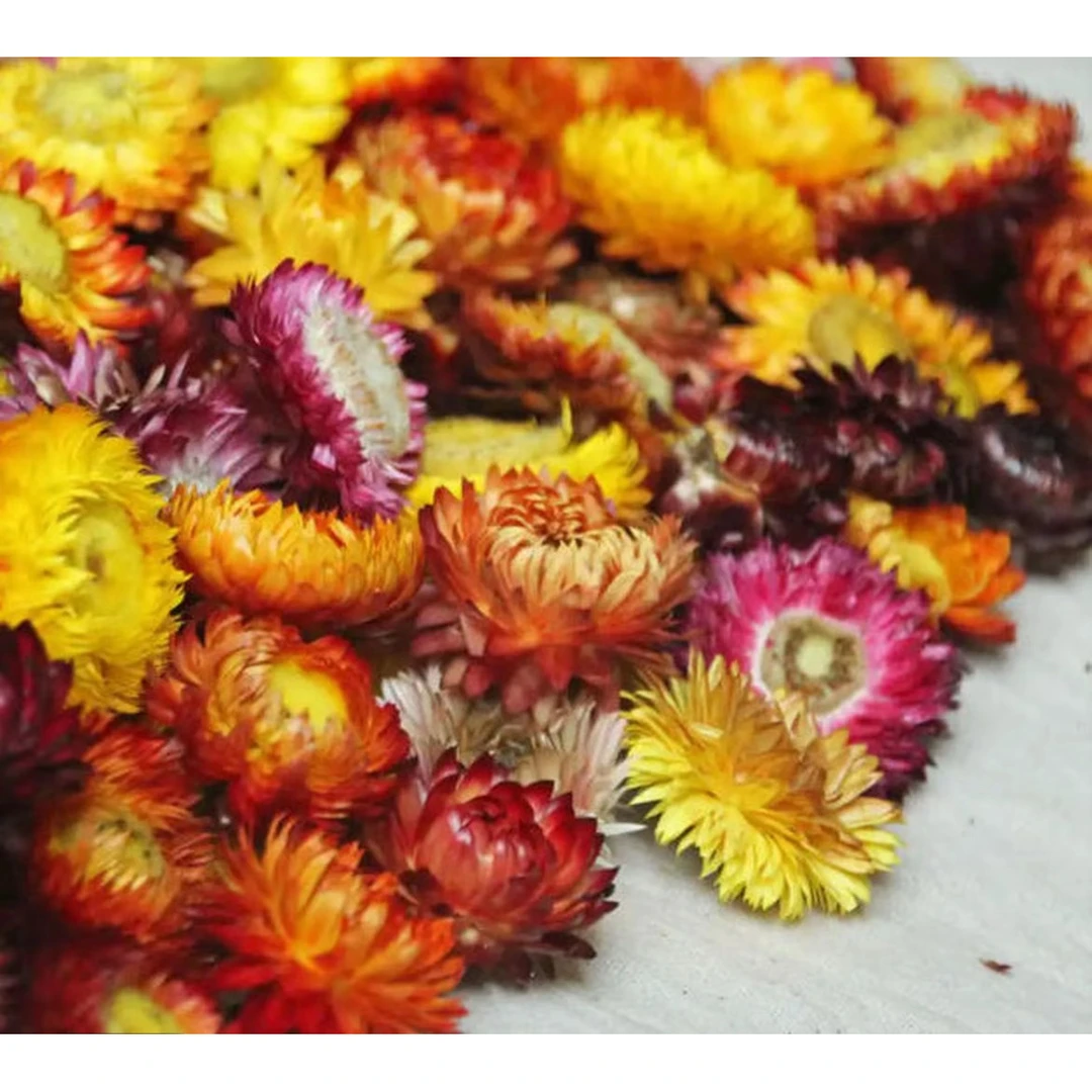 新农人青青-七彩菊花