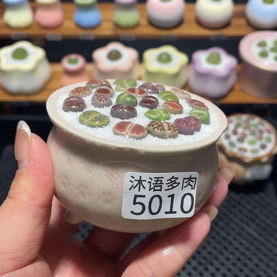 带盆土植物 一物一拍5010
