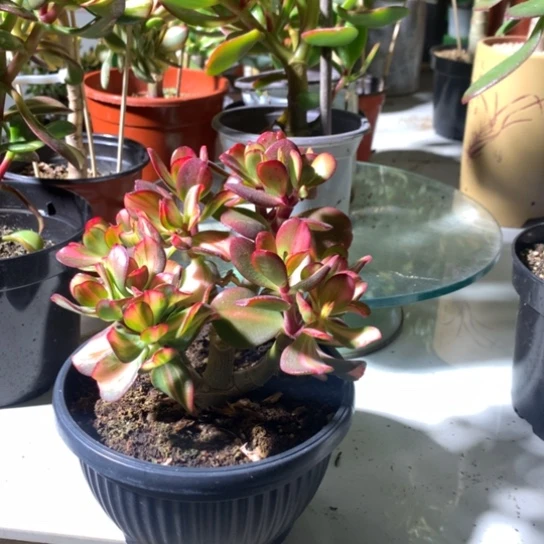 为****斗卷叶带盆发