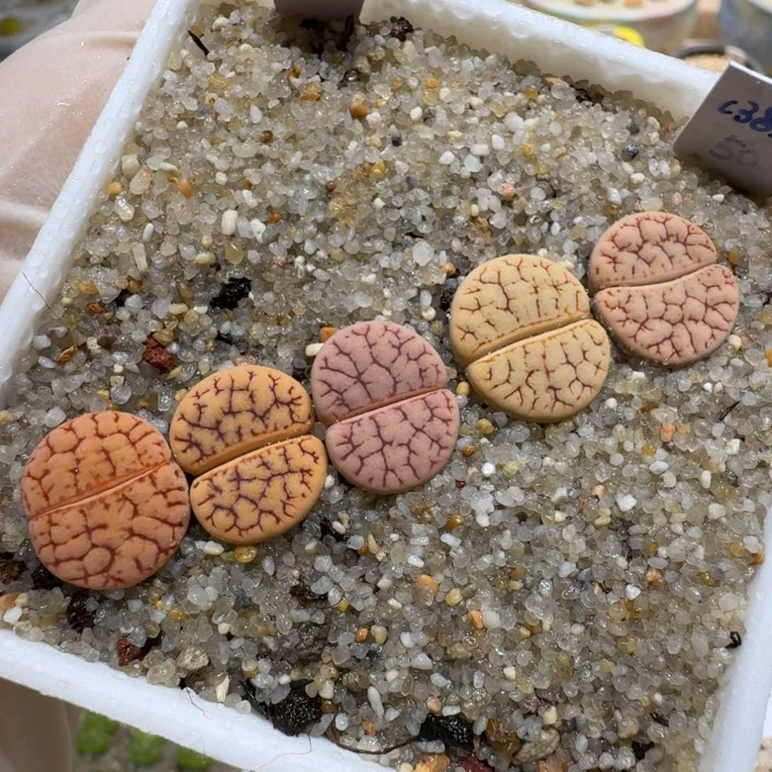 酸*鱼0528-23生石花花花