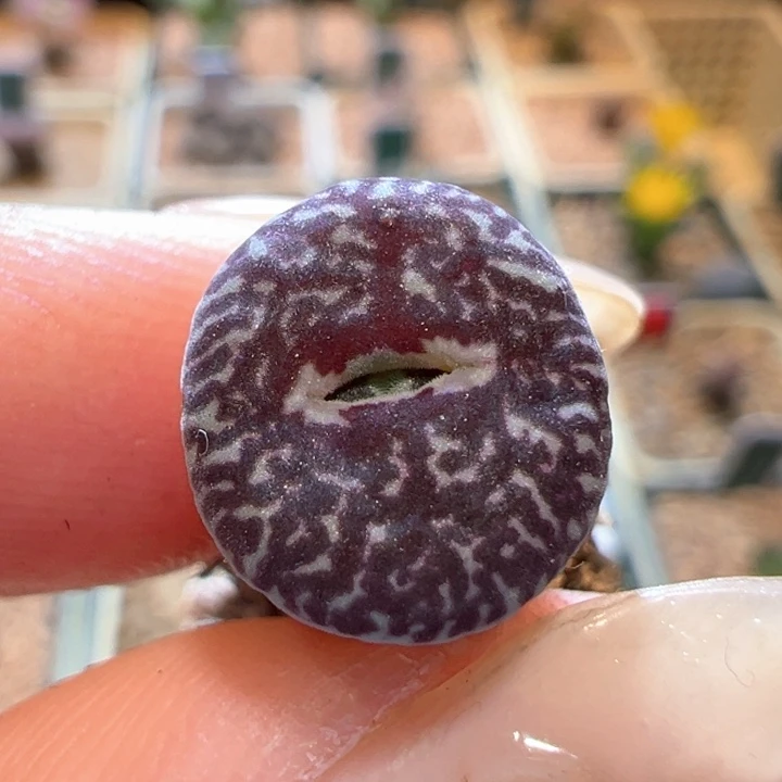 772。 青蛙种源优选青花瓷墨。