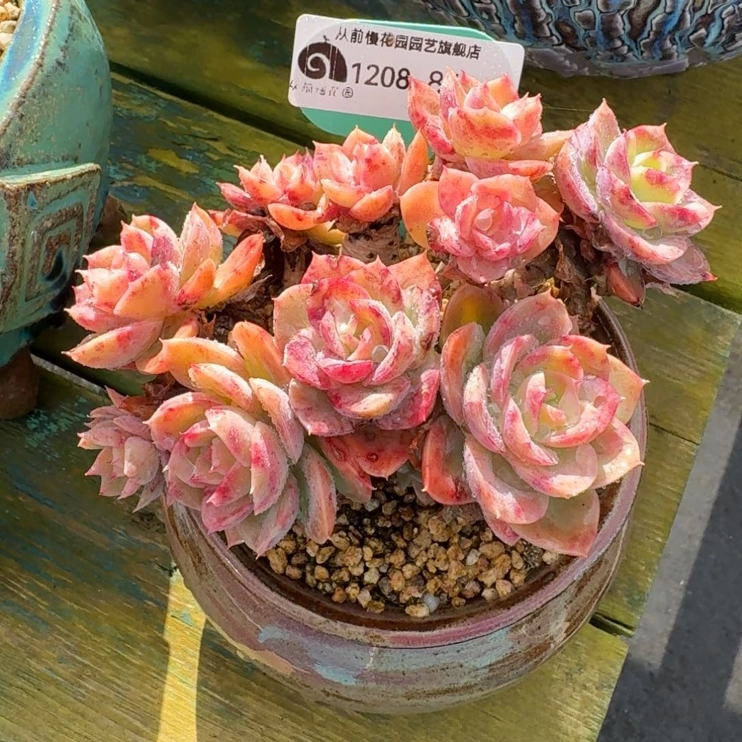 从前慢多肉精选编号1208.84