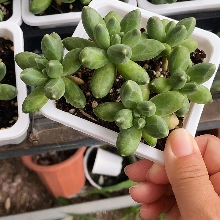 千黛田122456788@k l