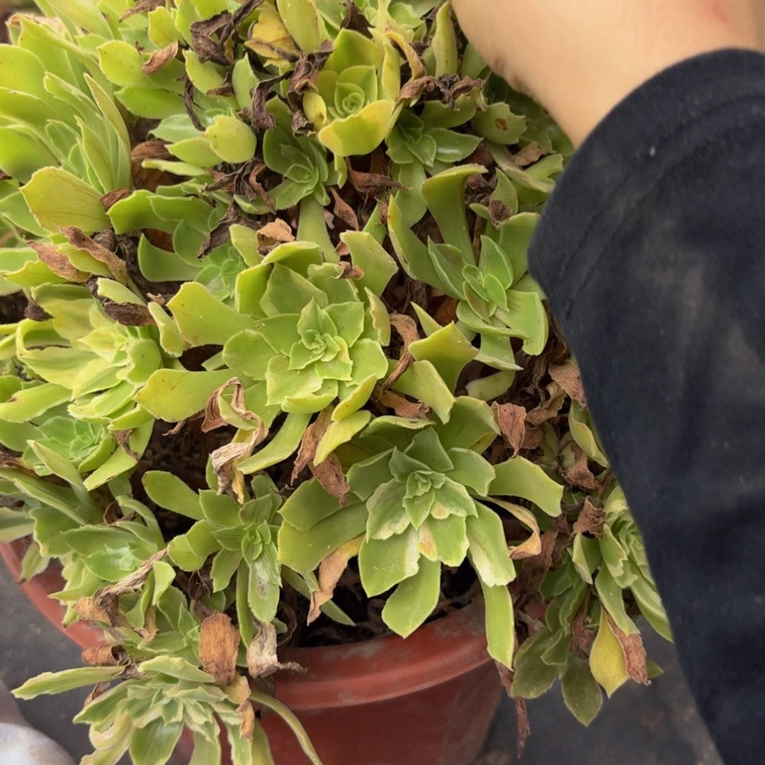 694多肉植物捧花的时候