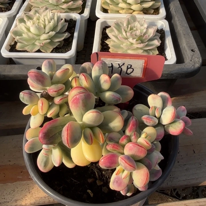 乒乓福娘锦有砍多肉植物