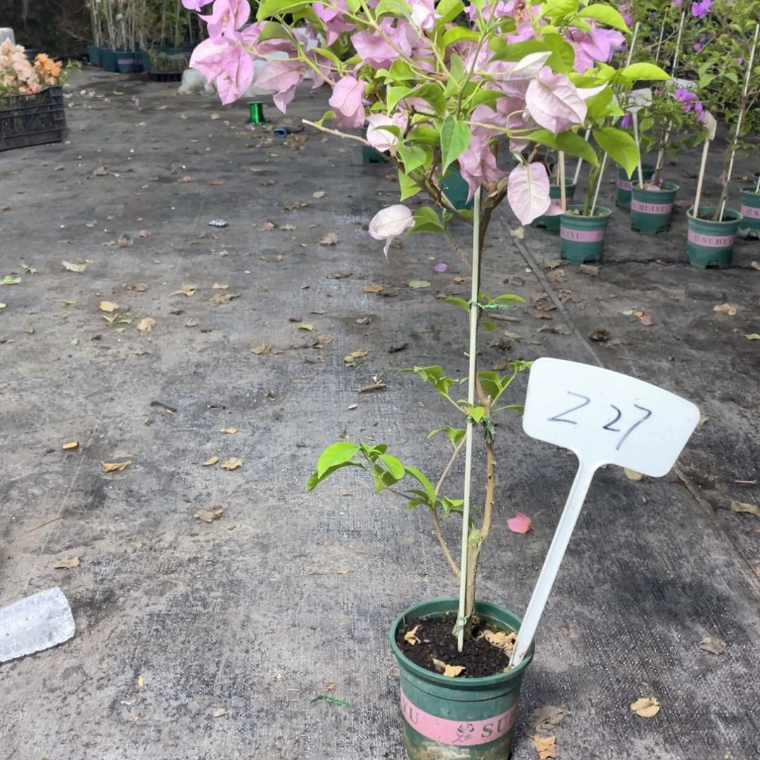 C***e全部花朵塞弗里Z27